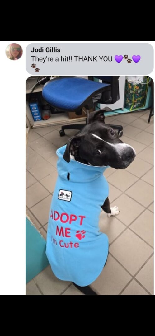 Dog in blue "Adopt Me" coat